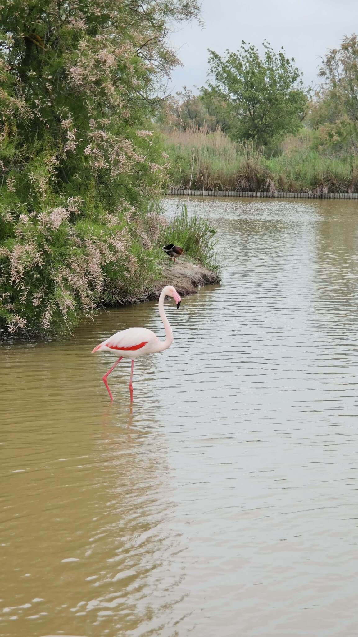 flamingo camargue